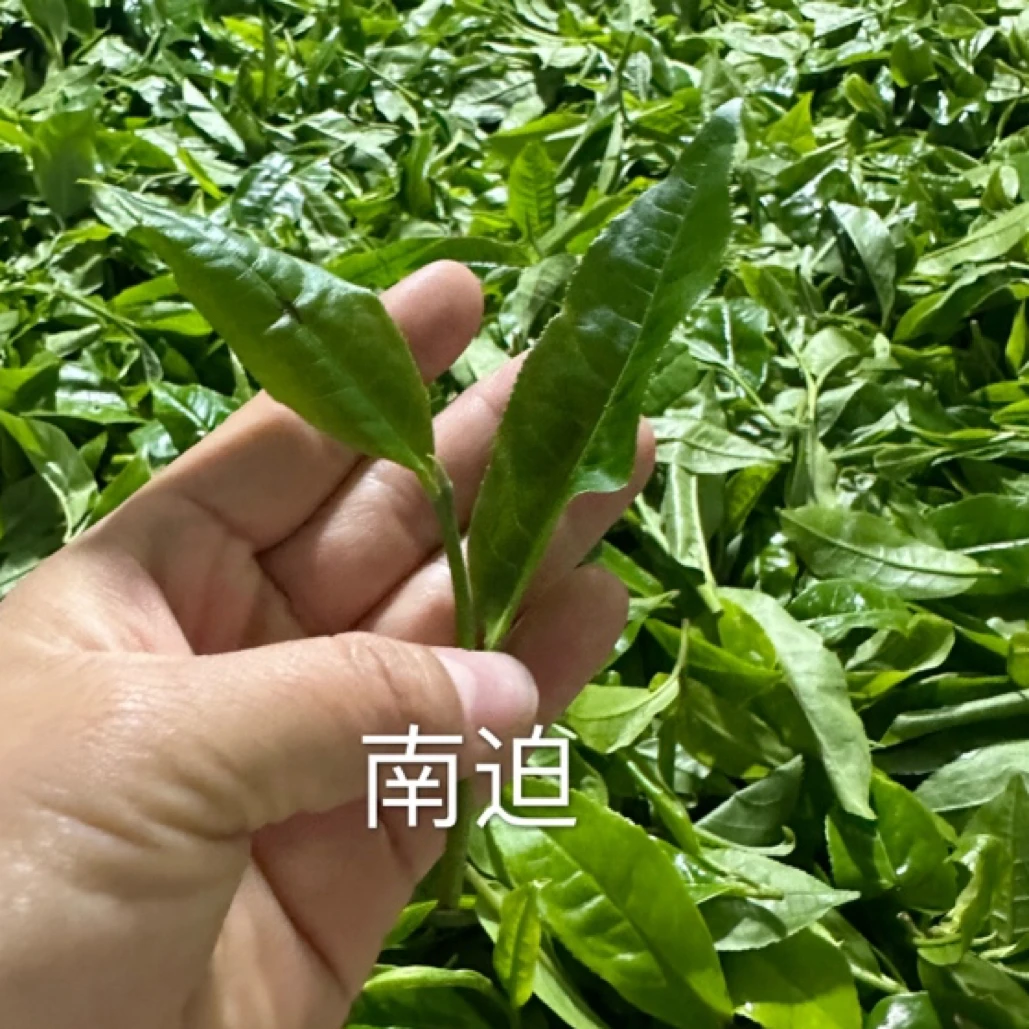 2024年秋冰岛南迫古树散茶50g
