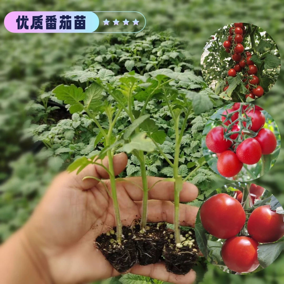 番茄苗黑番茄苗黑珍珠黄圣女小西红柿家庭阳台盆栽成活快速优质
