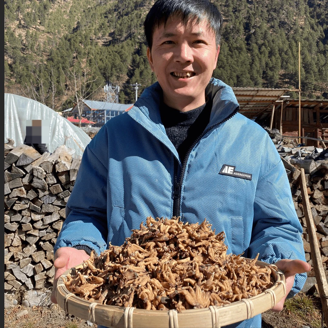 【小明西藏收货】波密野生手掌参超级大