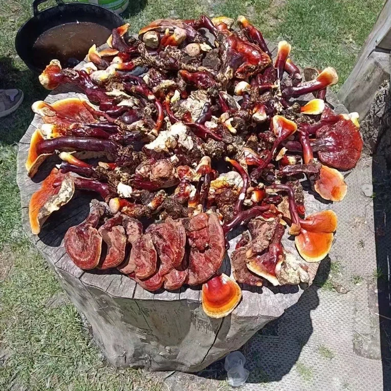【中秋好礼】西藏野生白心白肉赤灵芝 瑕疵款有虫蛀