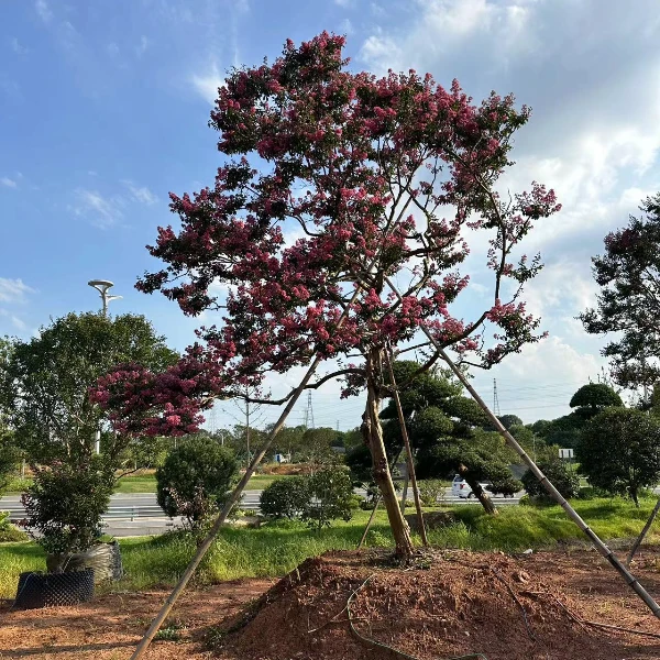 紫薇小叶川红广东玫红基地直发北方可种可选庭院植物【一物一拍】
