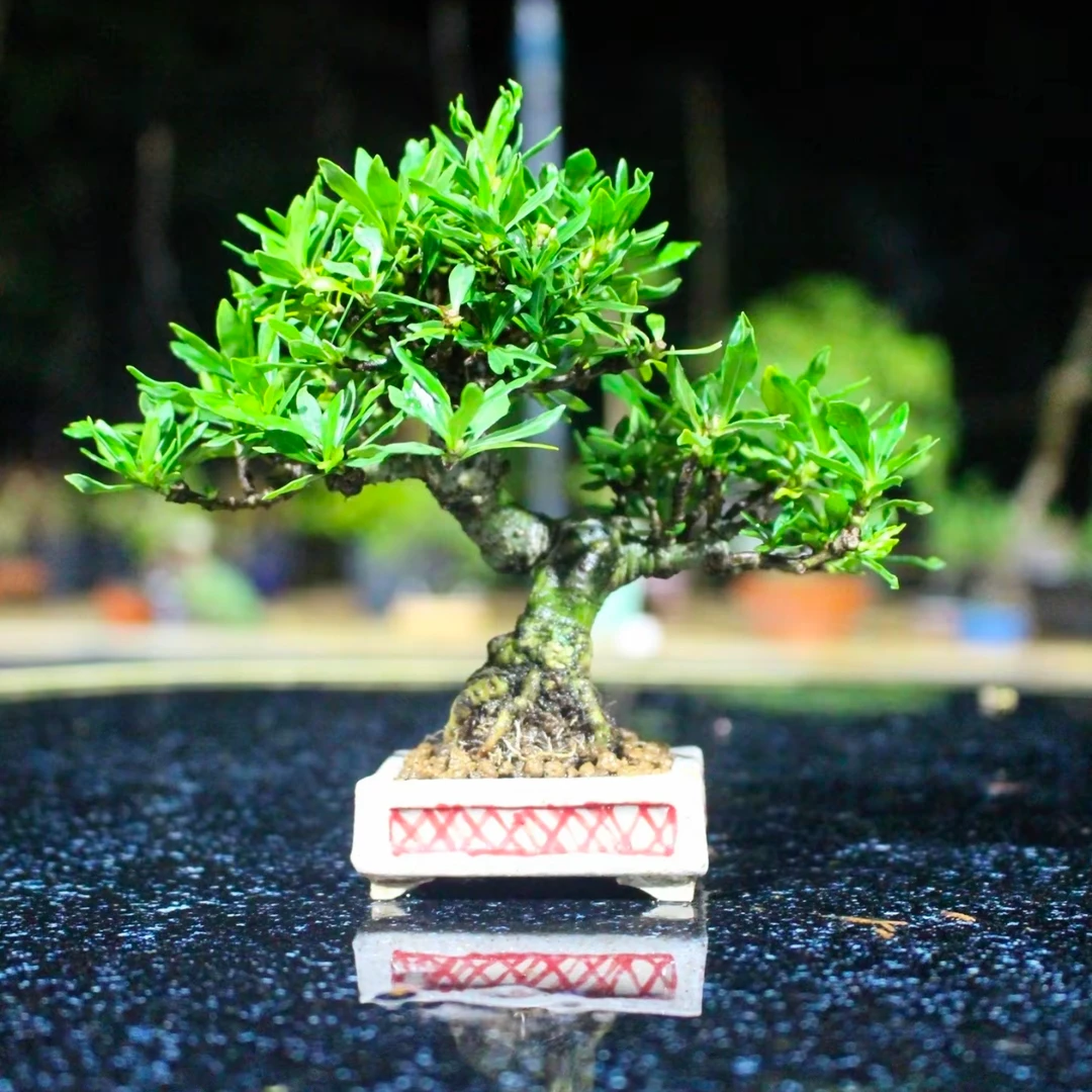 万亨盆景：105~195拍品链接，请勿私拍！