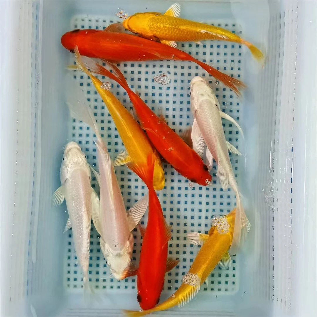 【富贵三色】3红3白3金1黑10-13cm冷水鱼