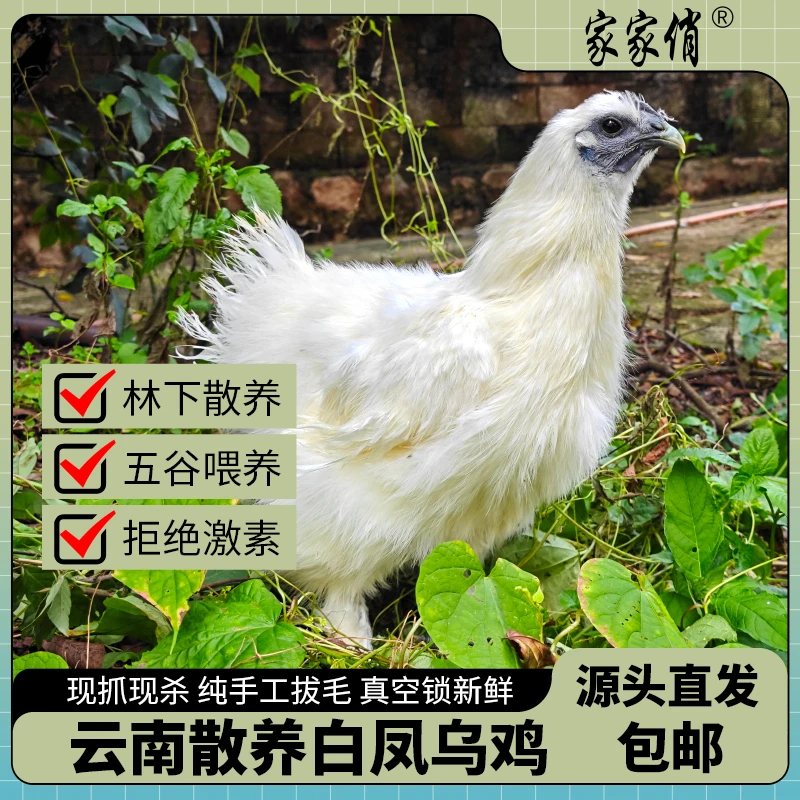 (昆明城区)家家俏白凤乌鸡 #新鲜#月子#散养#生态#活鸡现杀
