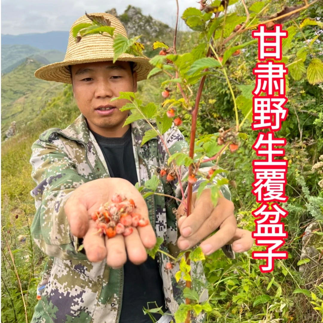 甘肃高原野生覆盆子干果250-500克