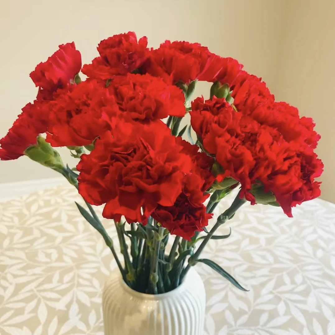 【喜运来鲜花】康乃馨教师节办公室花束（买10赠10）（赠品不售后）花卉