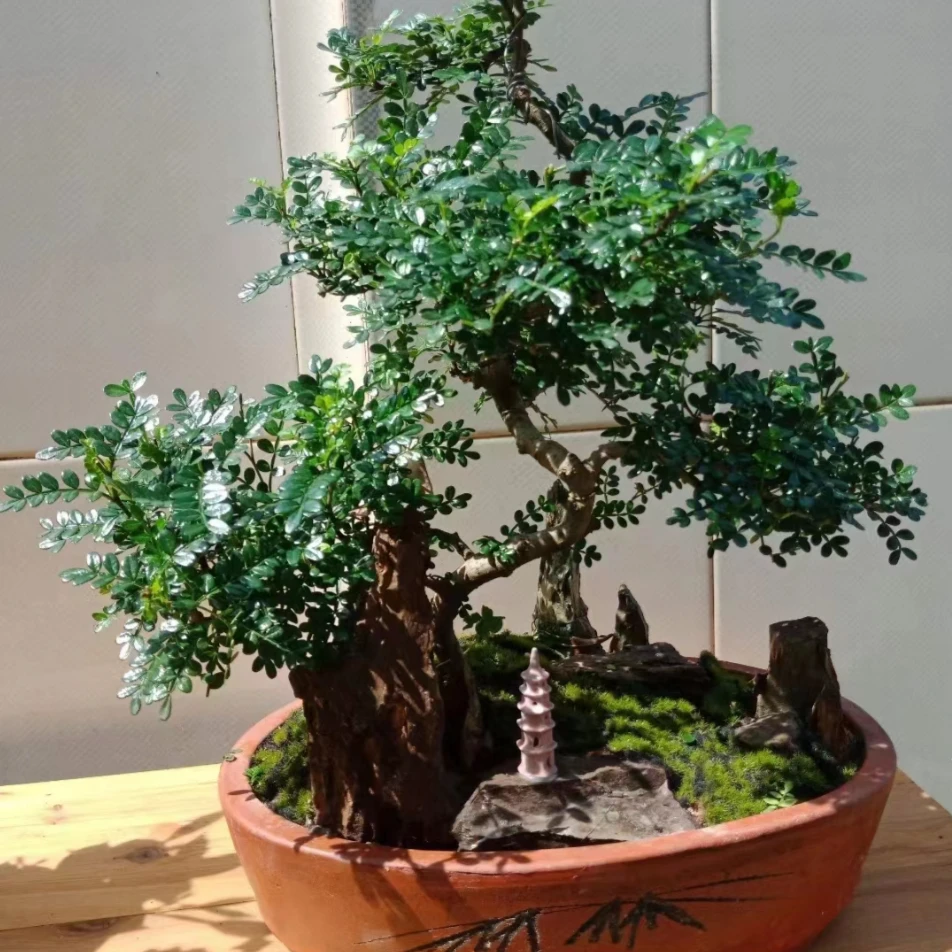 云南红牙清香木 一物一拍