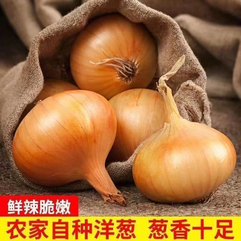 （比红洋葱甜）新鲜黄皮洋葱白肉脆甜黄皮大洋葱葱头蔬菜5斤装脆甜
