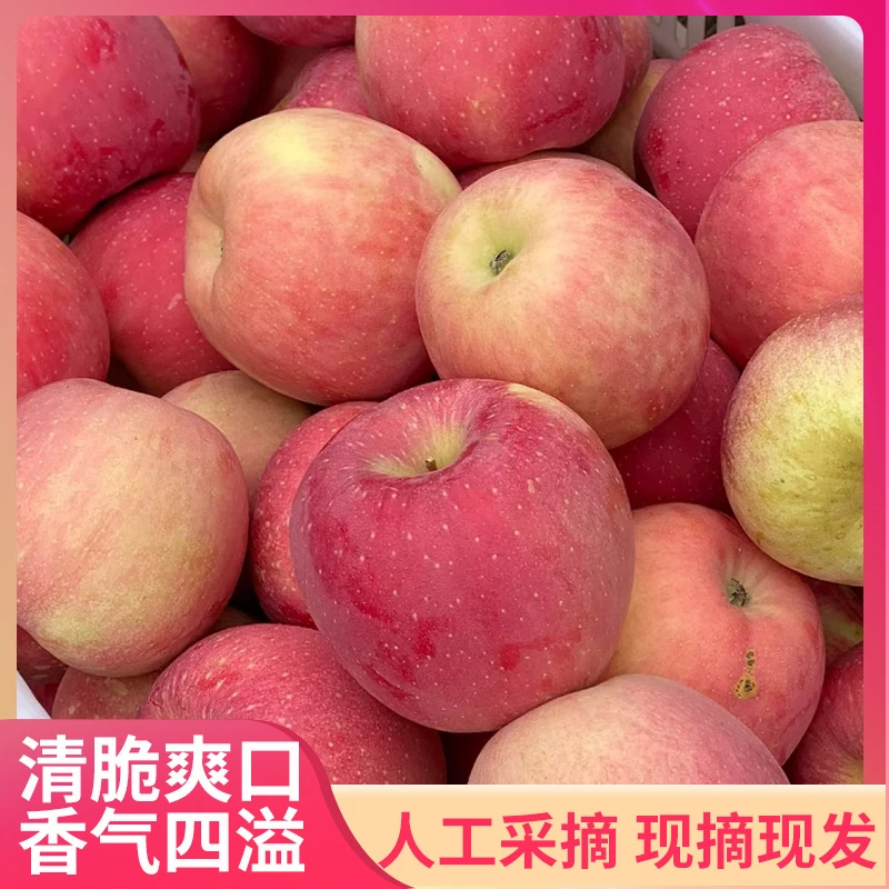 山西运城红富士丑苹果冰糖心甜脆糖分足农家肥不催熟果园新鲜直发
