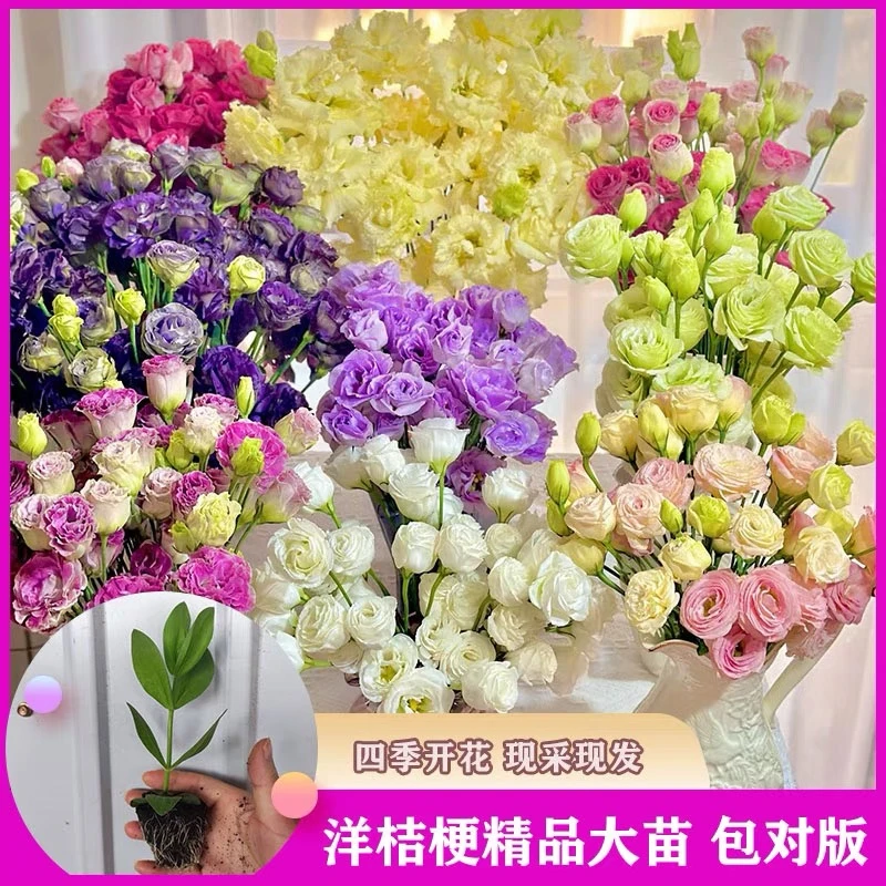 【混色洋桔梗大苗】云南重瓣洋桔梗花苗阳台庭院易存活花卉四季开花