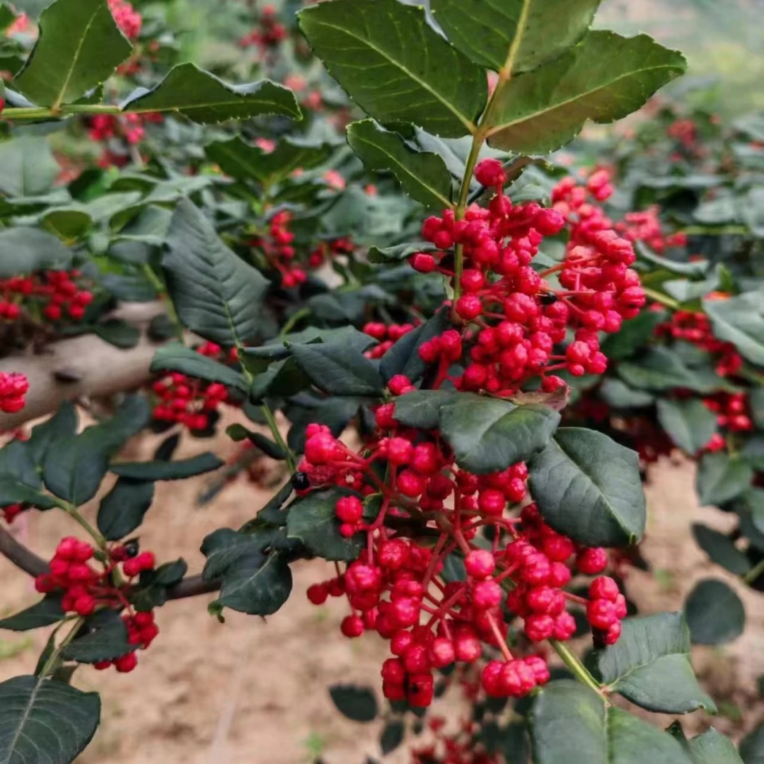 花椒苗树大红袍花椒树苗四川麻椒小苗盆栽地栽花椒树大苗当年结果
