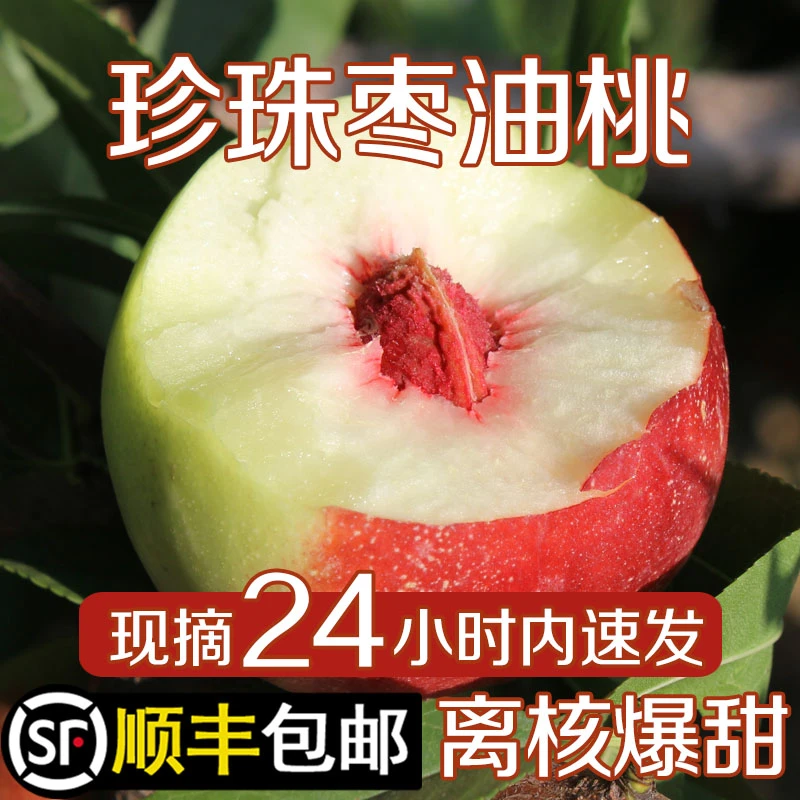 当天采摘现摘新鲜水果珍珠枣油桃蜜甜好吃离核脆甜整箱顺丰包邮