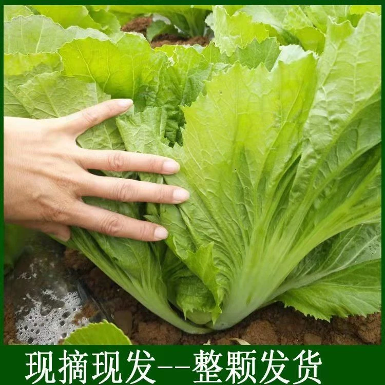 现砍青芥菜新鲜大叶青菜包菜芥菜可以做泡菜苦菜酸菜鱼原料蔬菜