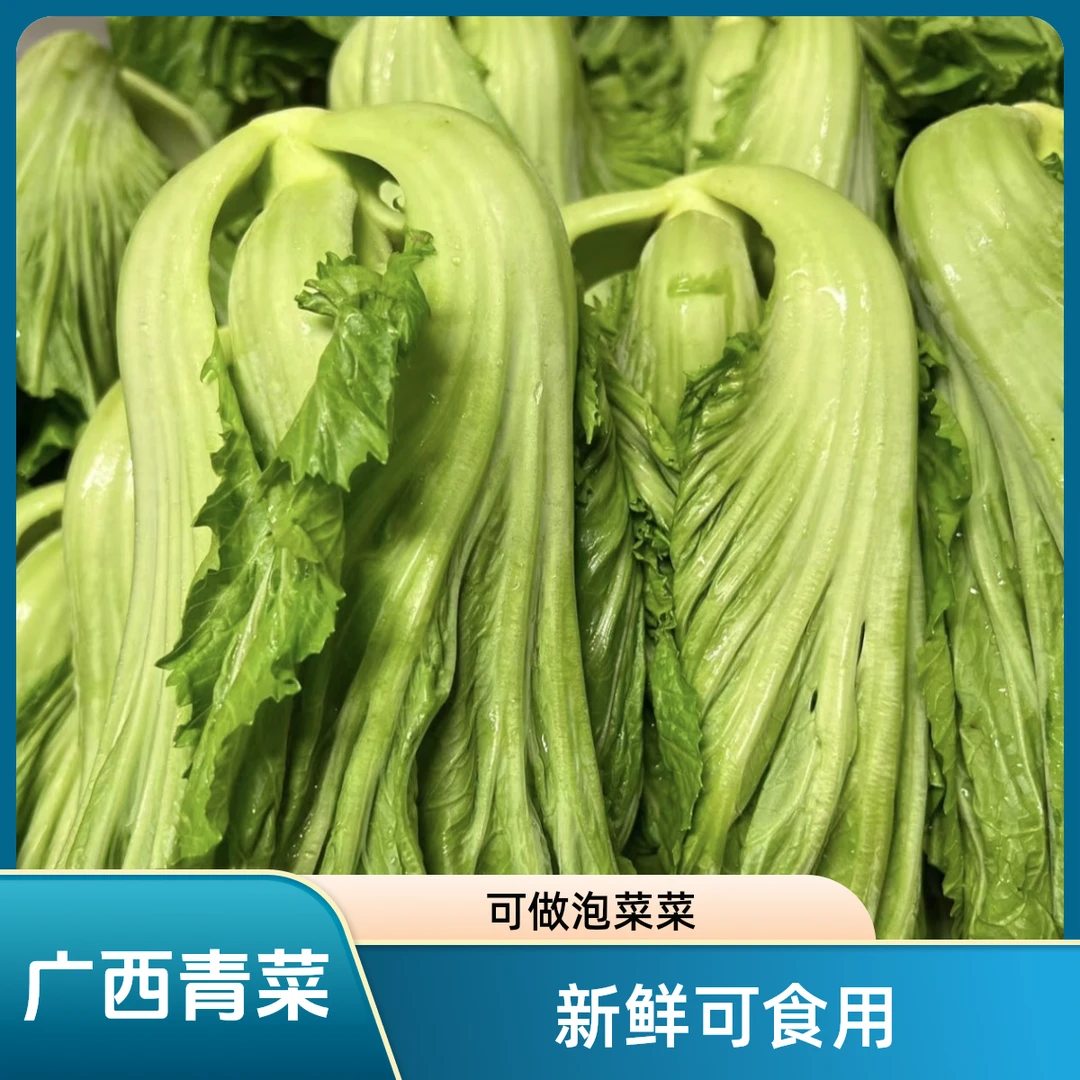 产地直销现砍青芥菜新鲜大叶青菜包菜芥菜可以做泡菜酸菜鱼原料