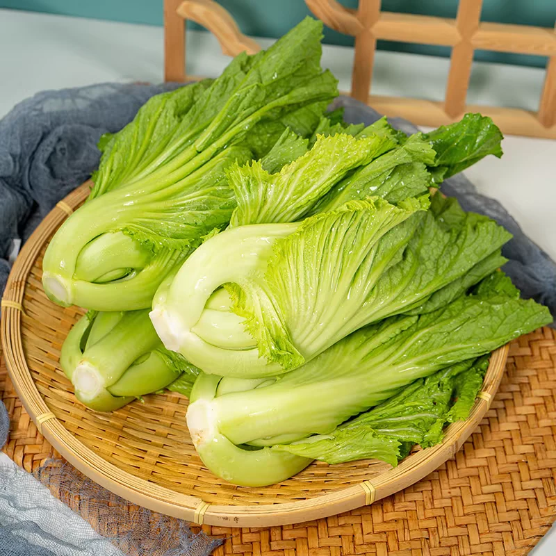 现摘现发广西新鲜大叶脆嫩包心芥菜腌制酸菜泡菜季节蔬菜酸菜