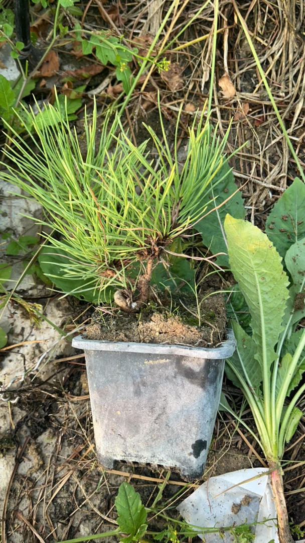 黑松，盆景，掌中宝