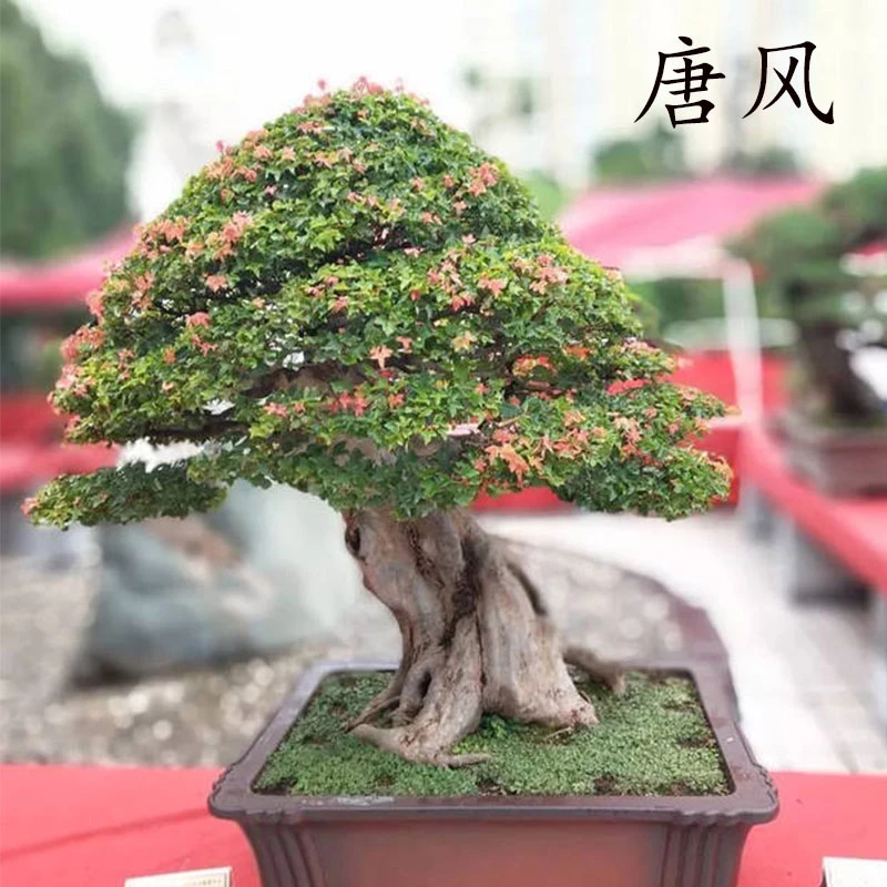 唐枫老桩三角枫素材桩直播间专用