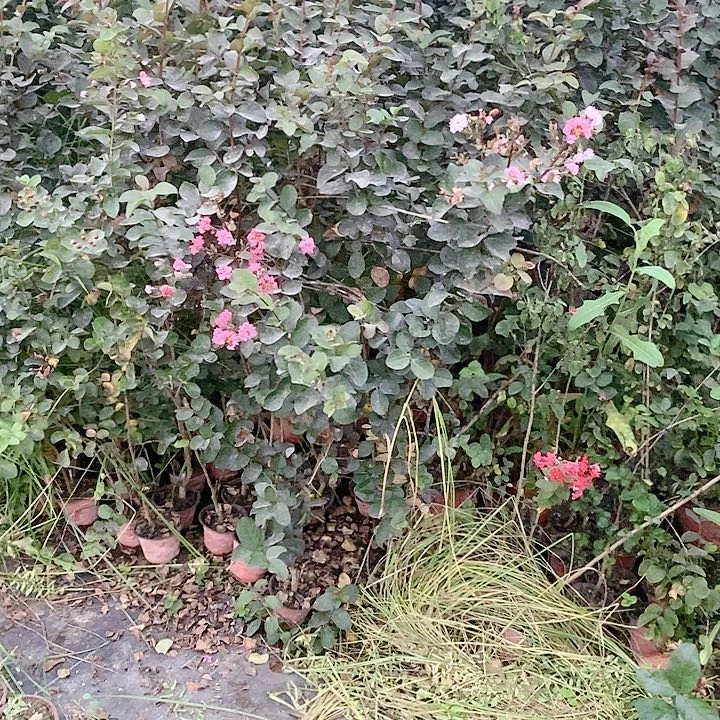 1米高，紫薇花园里有一个