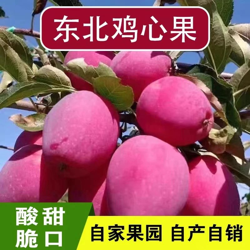 东北鸡心果新果上市大果3斤/5斤包邮