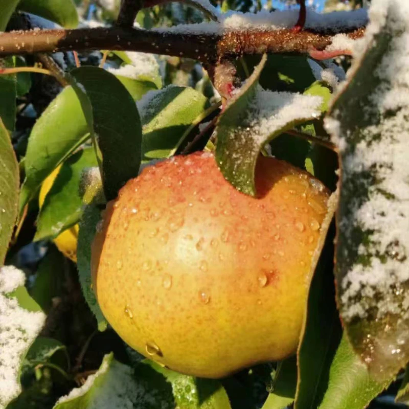 【划拉哥】延边特产水果龙井三合苹果梨