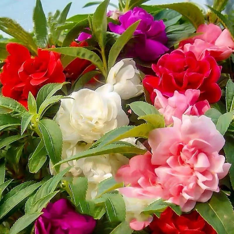 四季重瓣【凤仙花种子】茶花凤仙指甲花阳台盆栽花卉植物花卉