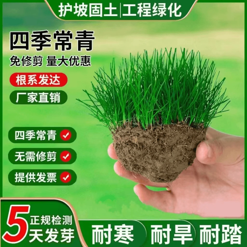 草坪草籽四季常青地毯草种子庭院绿化护坡狗牙根黑麦草皮子优质