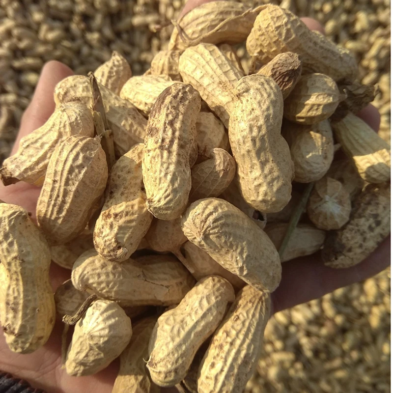 本地花生丨贵州农村自种本地花生