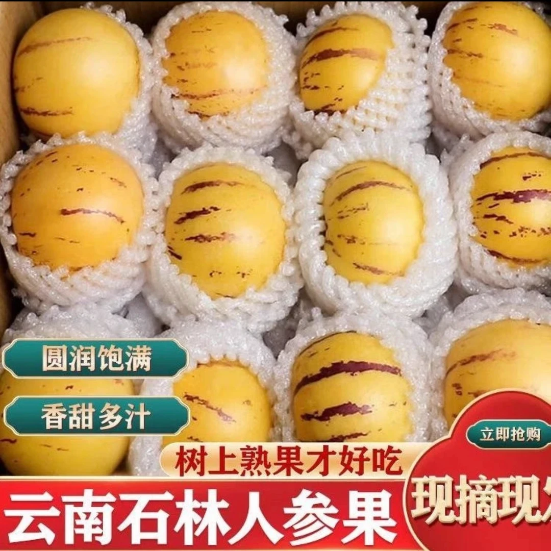 【熟果】云南石林人参果清甜爽口多汁树熟黄皮黄肉现摘现发应季水果