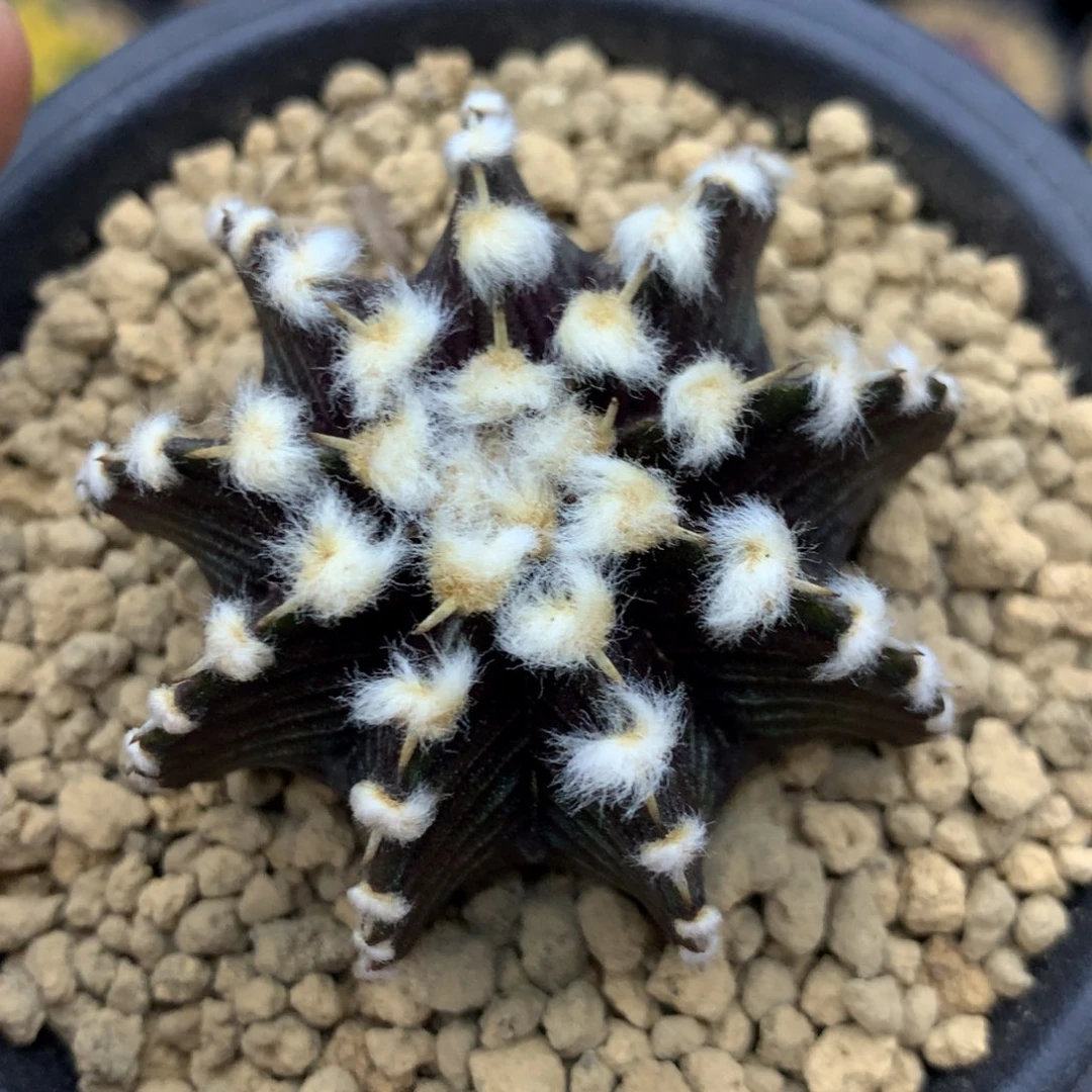 ╄****舂仙人球一物一拍180