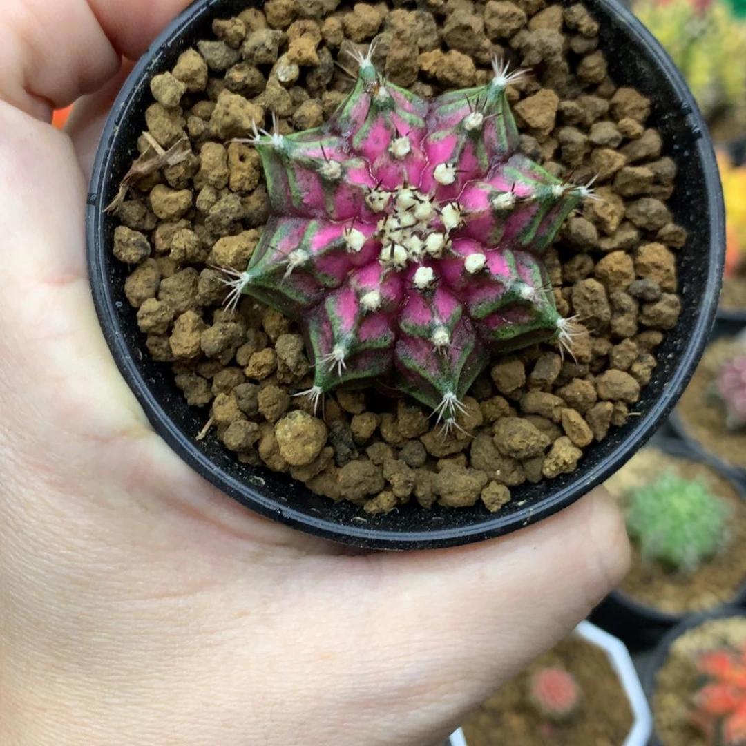 仙人球米哈牡丹锦