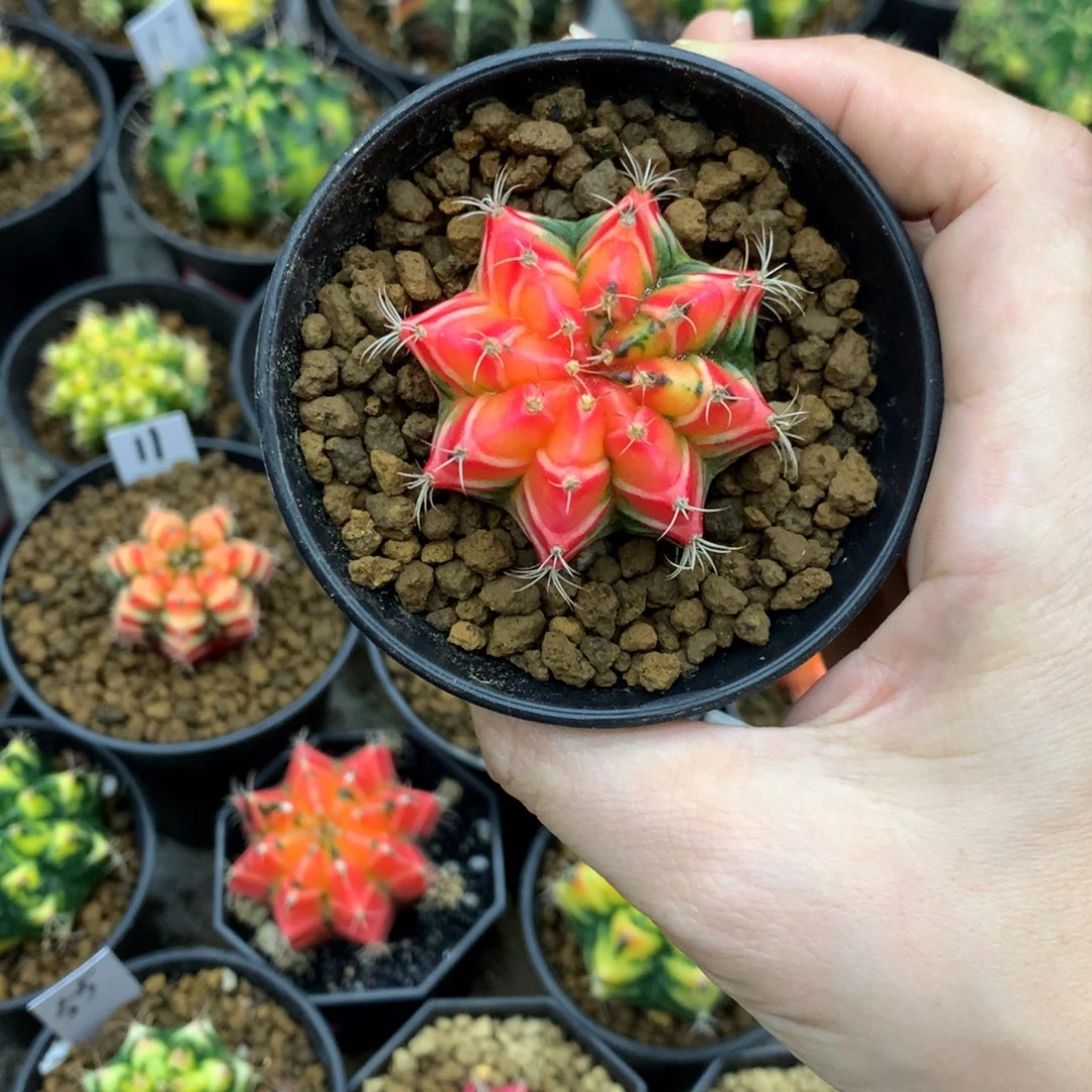 仙人球米哈牡丹锦