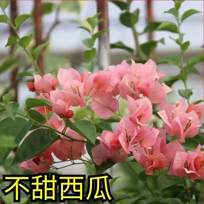 三角梅四季好养阳台可爬藤勤花不带花不带盆