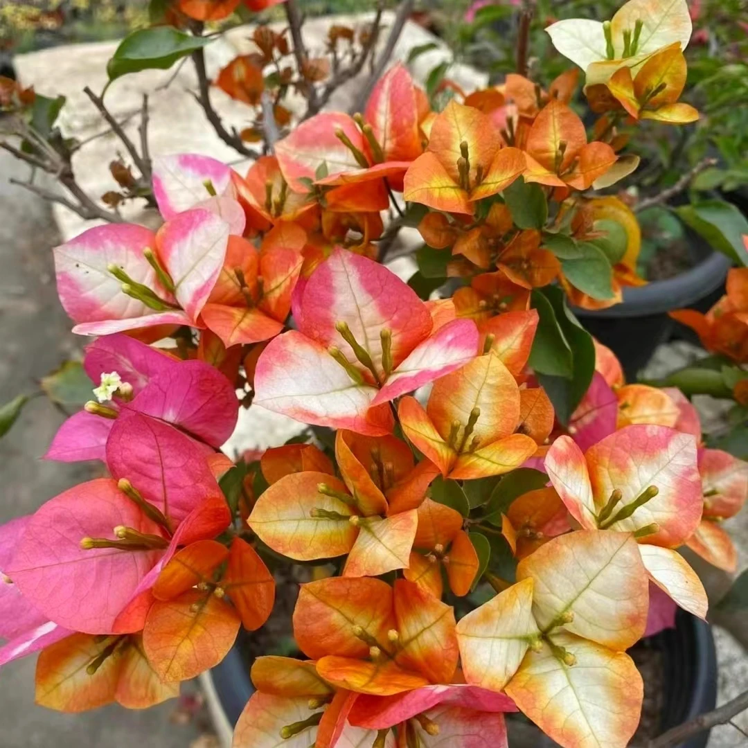 三角梅四季开花阳台庭院可爬藤好养勤花