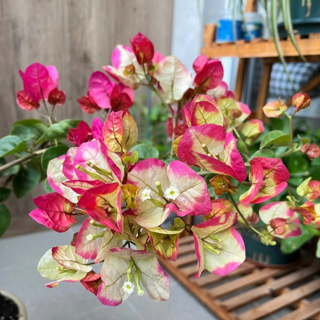 三角梅可爬可垂丝不带花四季开花不带盆