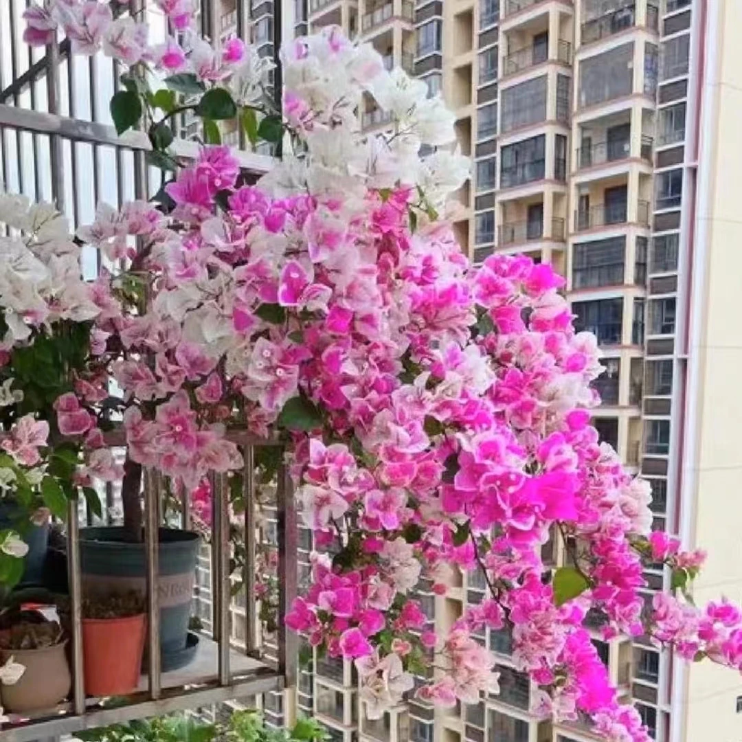 三角梅四季开花可爬藤庭院不带花