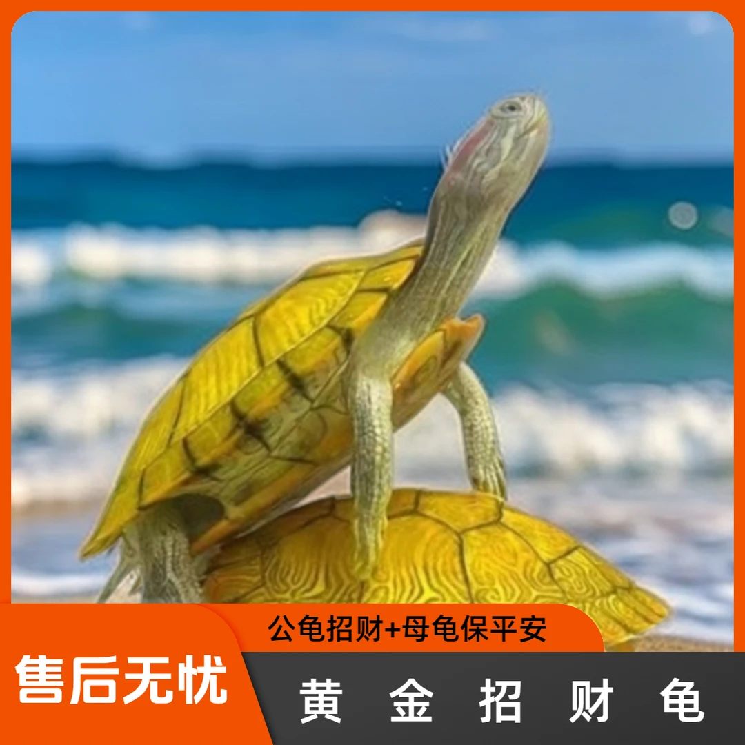 招财黄金龟家养小乌龟活体招财情侣龟宠物龟活物巴西龟观赏龟