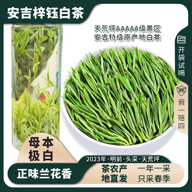 【母本极白】2023年安吉原产地头采高山茶兰花香茶叶春季安吉白茶