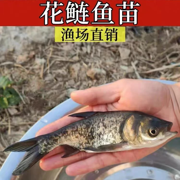 花鲢鱼大头鱼胖头鱼鲢鳙鱼 优良活体鱼花鲢鱼淡水观赏鱼 包邮包活