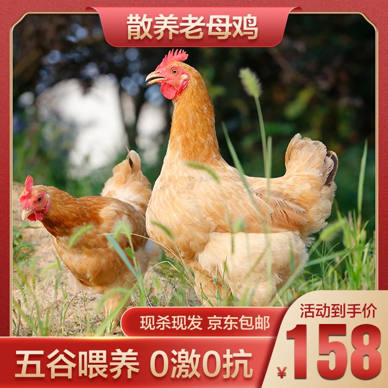正宗肥西黄油土老母鸡纯散养老母鸡营养煲汤(净重约2.6斤)
