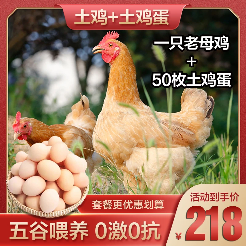 【套餐】散养土老母鸡+50枚散养土鸡蛋