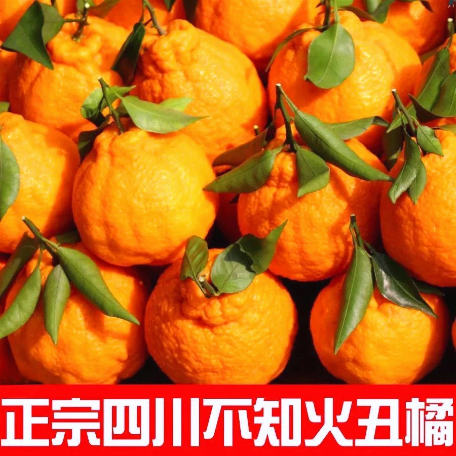 正宗四川蒲江丑橘皮薄多汁桔子当季水果3-9新鲜采摘不知火橘子