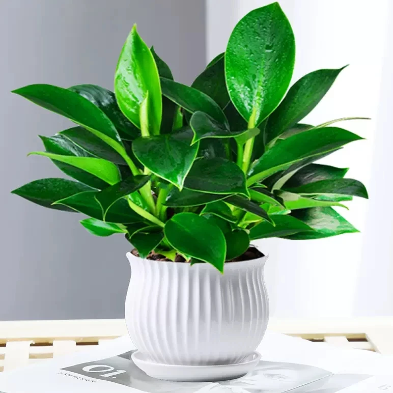 金钻盆栽绿公主水培办公室万年青绿植物多肉室内花卉懒人好养易活