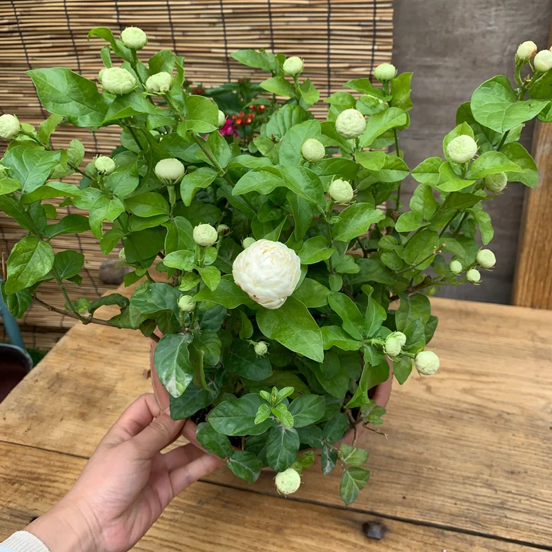 重瓣虎头茉莉花三叶轮生茉莉花盆栽四季好养易活绿植花卉大花室内