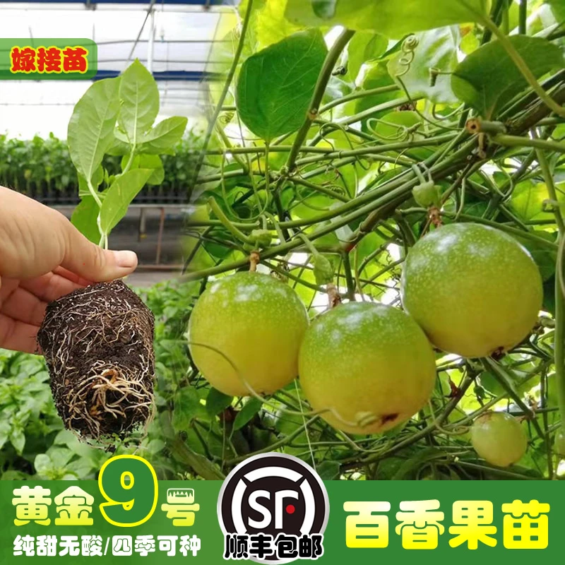 正宗黄金百香果树苗爬藤纯甜无酸盆栽地栽四季南北方耐寒种植果苗
