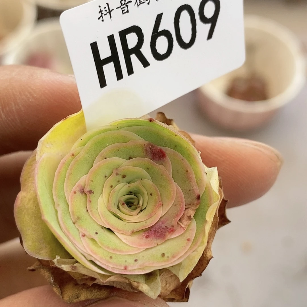 HR609擦伤福利福利