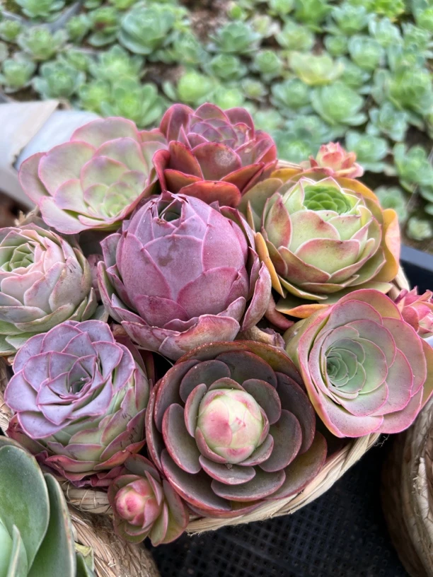 山地玫瑰10颗不同品种组合3-5cm