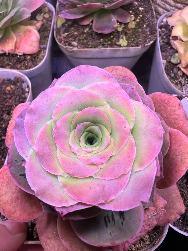 大型帕尔马老桩酒杯5-8厘米一颗