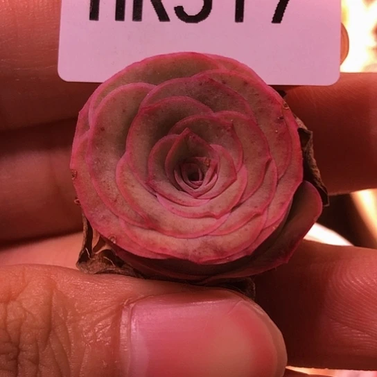 HR517不知名福利