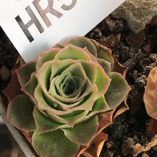 HR520绝X各种福利