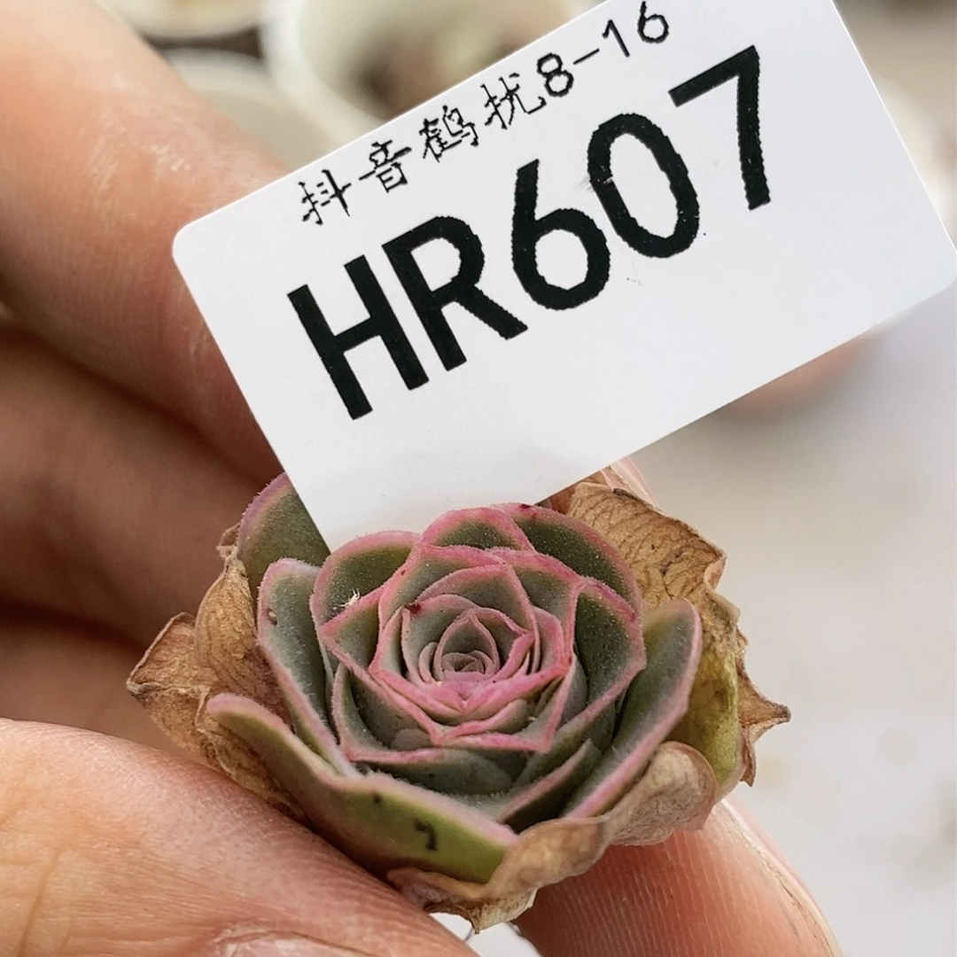 HR607不知名福利